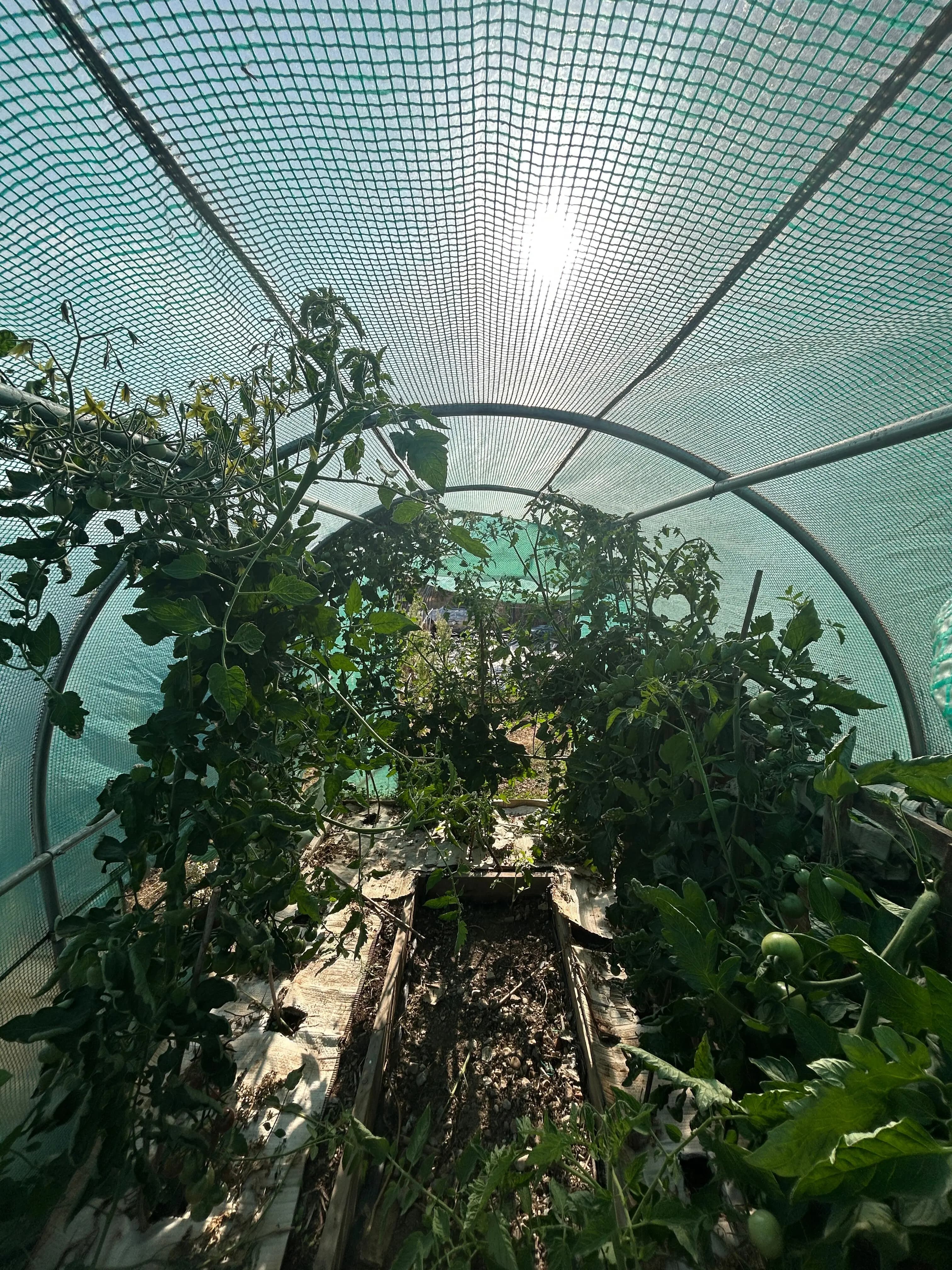 Customer frass result 1: tomatoes in a polytunnel