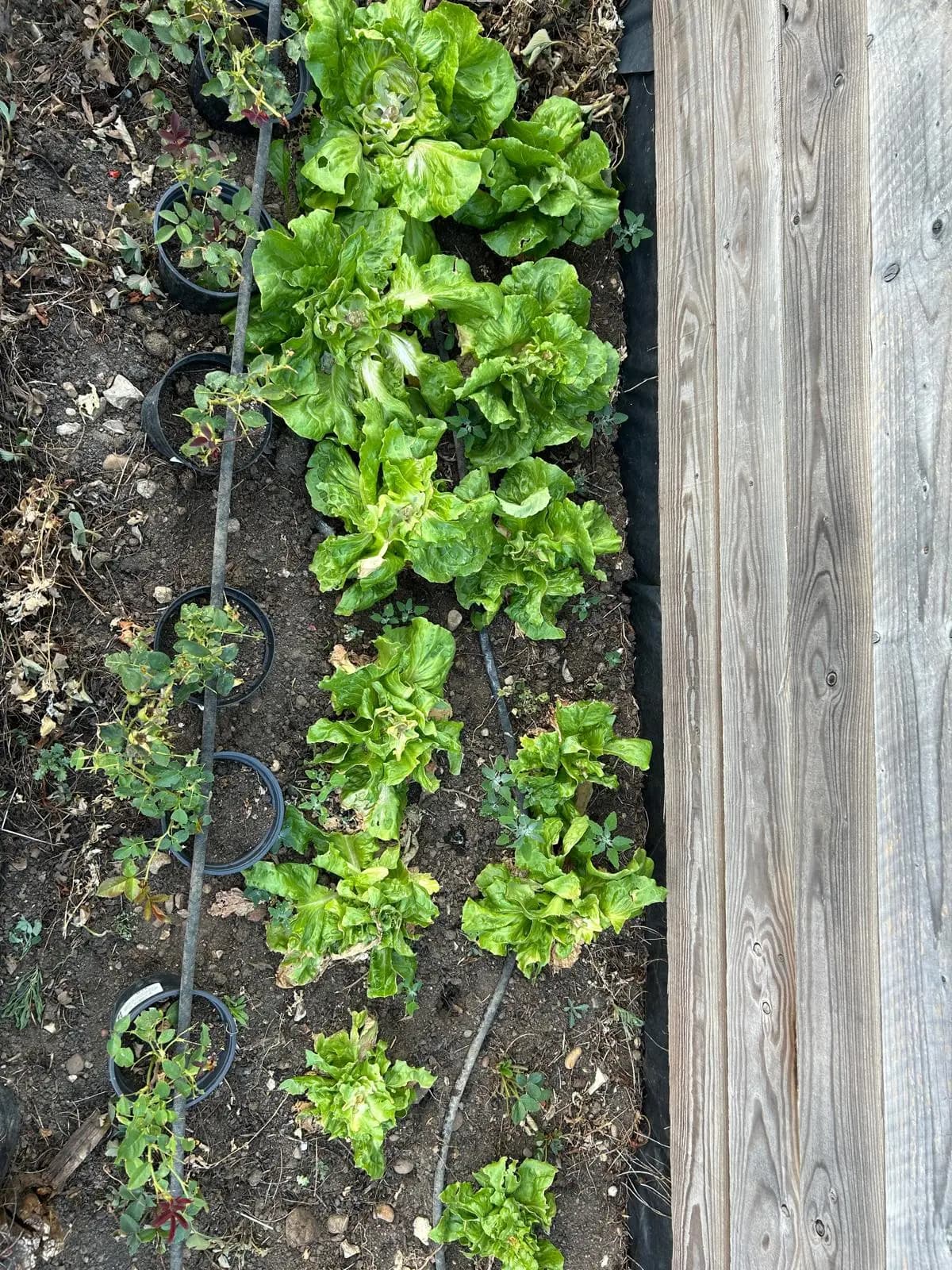 Customer frass result 2: lettuces in soil