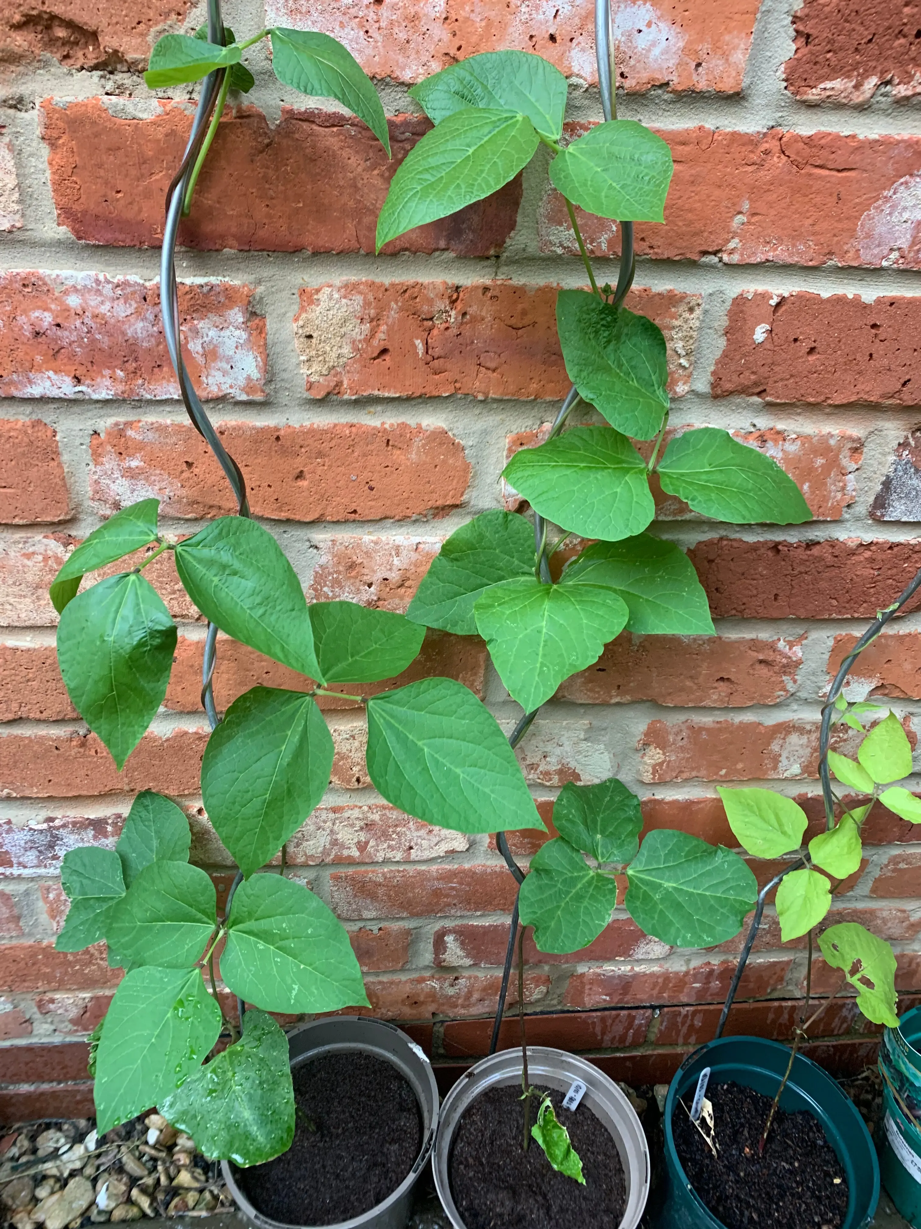 Customer frass result 3: beans growing in front of a brick wall