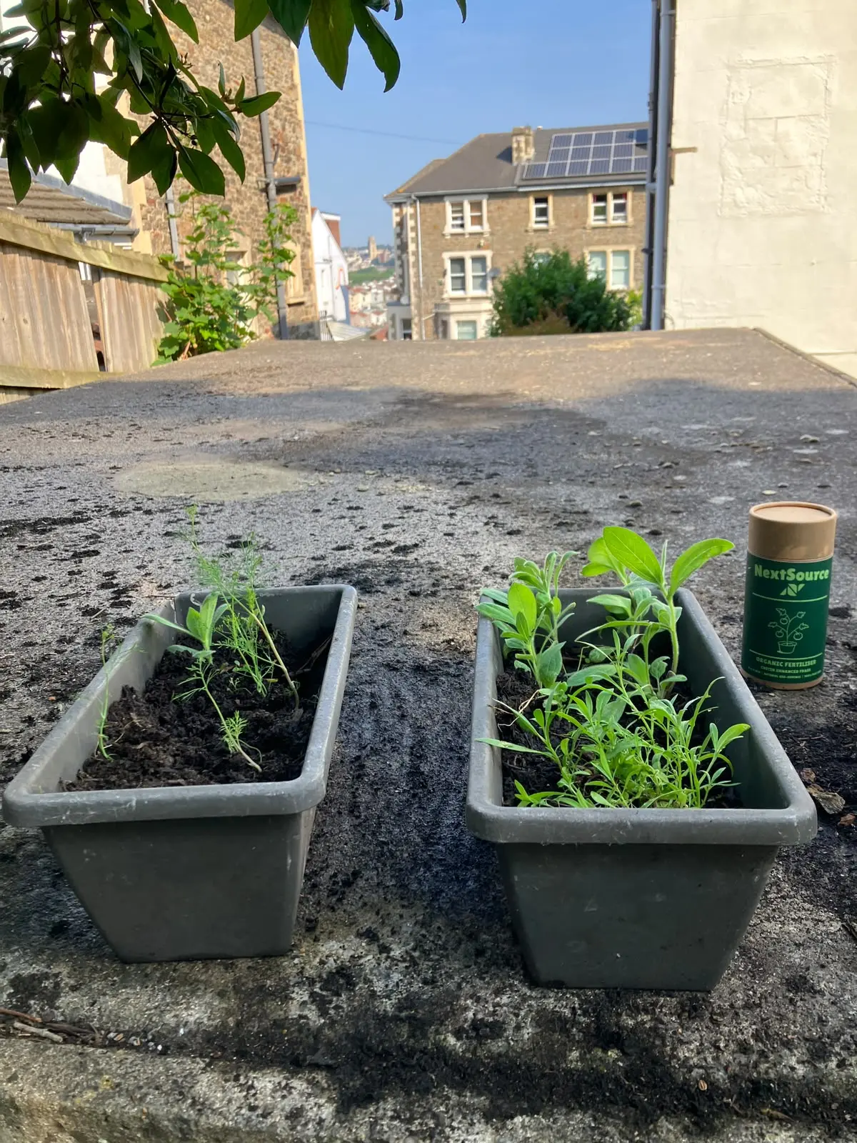 Customer frass result 4: two sets of dahlias in pots