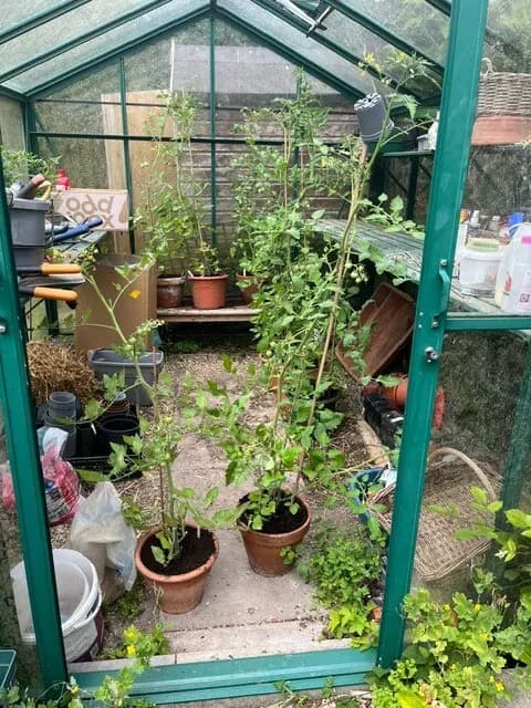 Customer frass result 5: tomatoes in a greenhouse