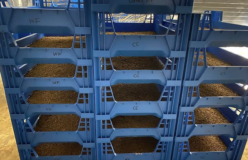 Stacked trays used for vertical Black Soldier Fly Larvae farming